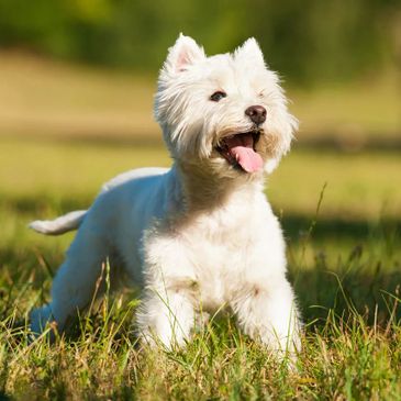 West best sale acres westies